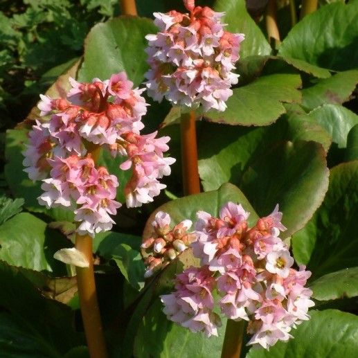 Бадан "Baby Doll" (Bergenia "Baby Doll")
