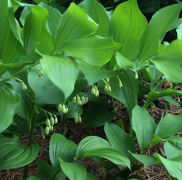 Купена (Polygonatum)