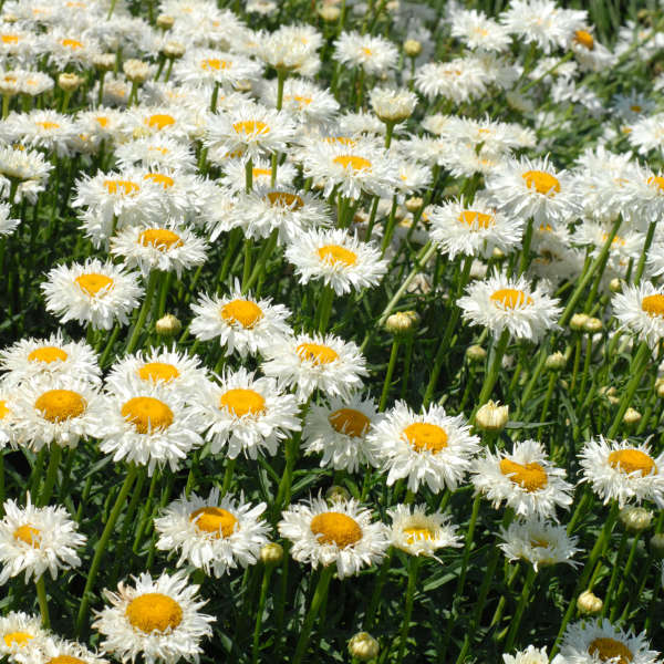 Нивянник 'Crazy Daisy' (Leucanthemum 'Crazy Daisy')