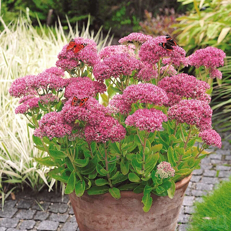 Очиток видный 'Touchdown Teak' (Sedum spectabile 'Touchdown Teak')