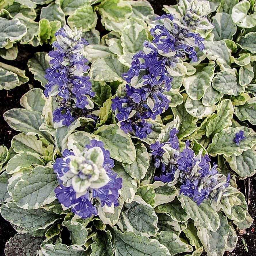 Живучка ползучая Variegata (Ajuga reptans Variegata)