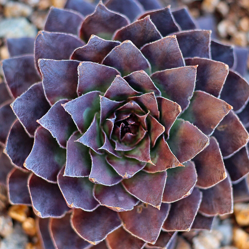 Молодило 'Black Mountain' (Sempervivum 'Black Mountain')