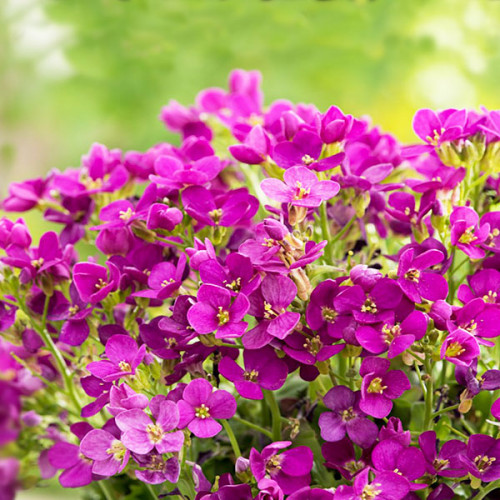 Арабис кавказский ‘Little Treasure Deep Rose’