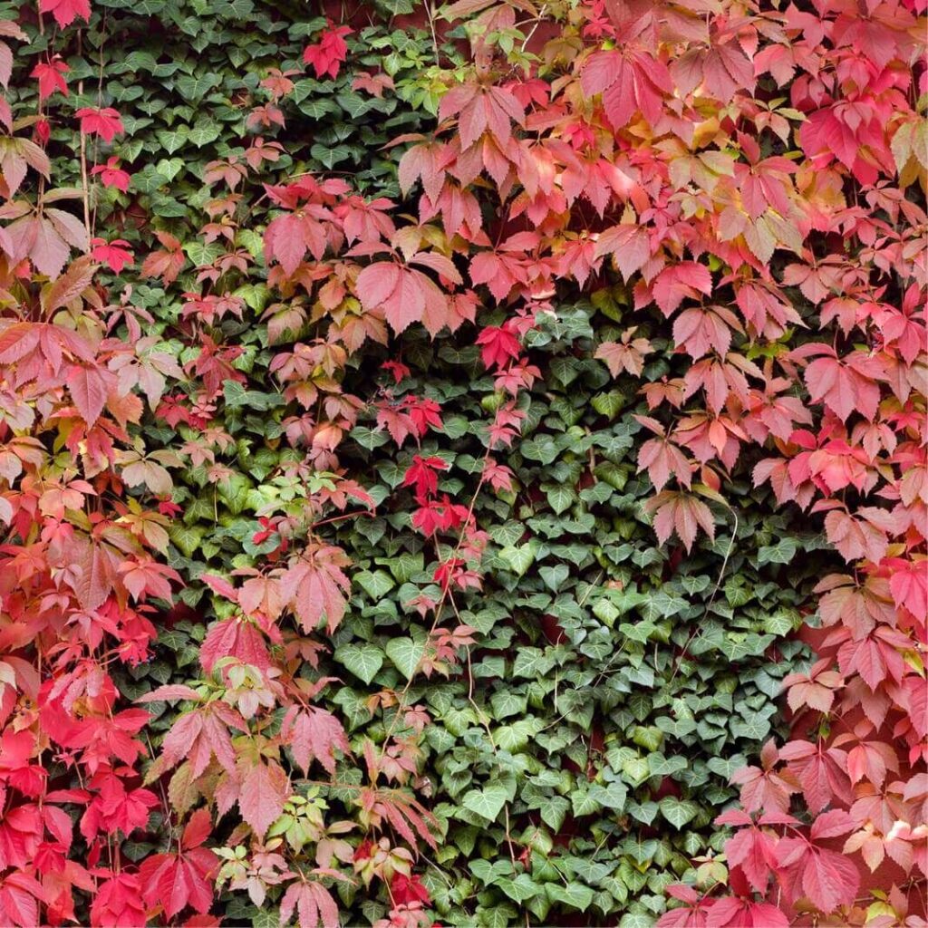 Девичий виноград ( взрослый)(Parthenocissus)