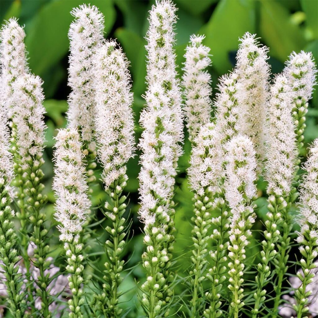 Лиатрис колосковый 'Floristan Weiss' (Liatris spicata 'Floristan Weiss')