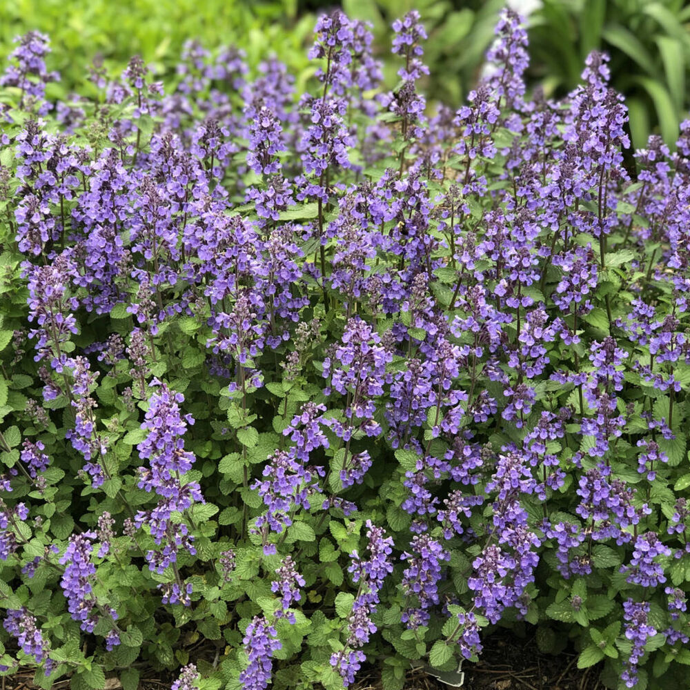 Котовник (Nepeta)