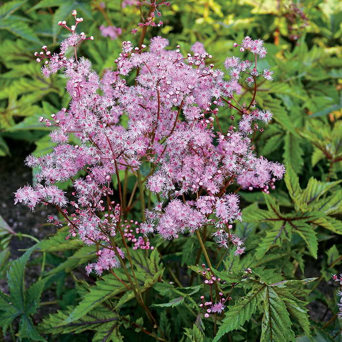 Лабазник (таволга) ‘RED UMBRELLA’ (Filipendula ‘RED UMBRELLA’)