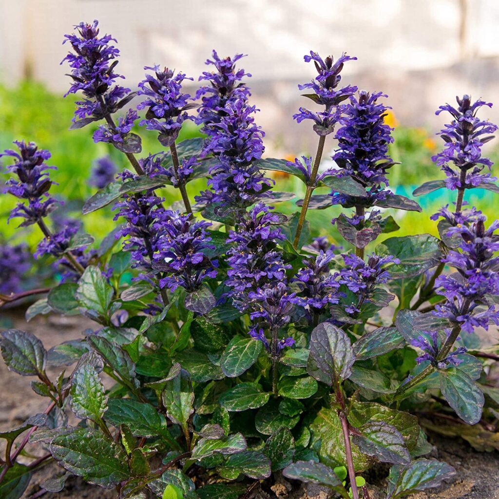 Живучка ползучая Atropurpurea (Ajuga reptans Atropurpurea)