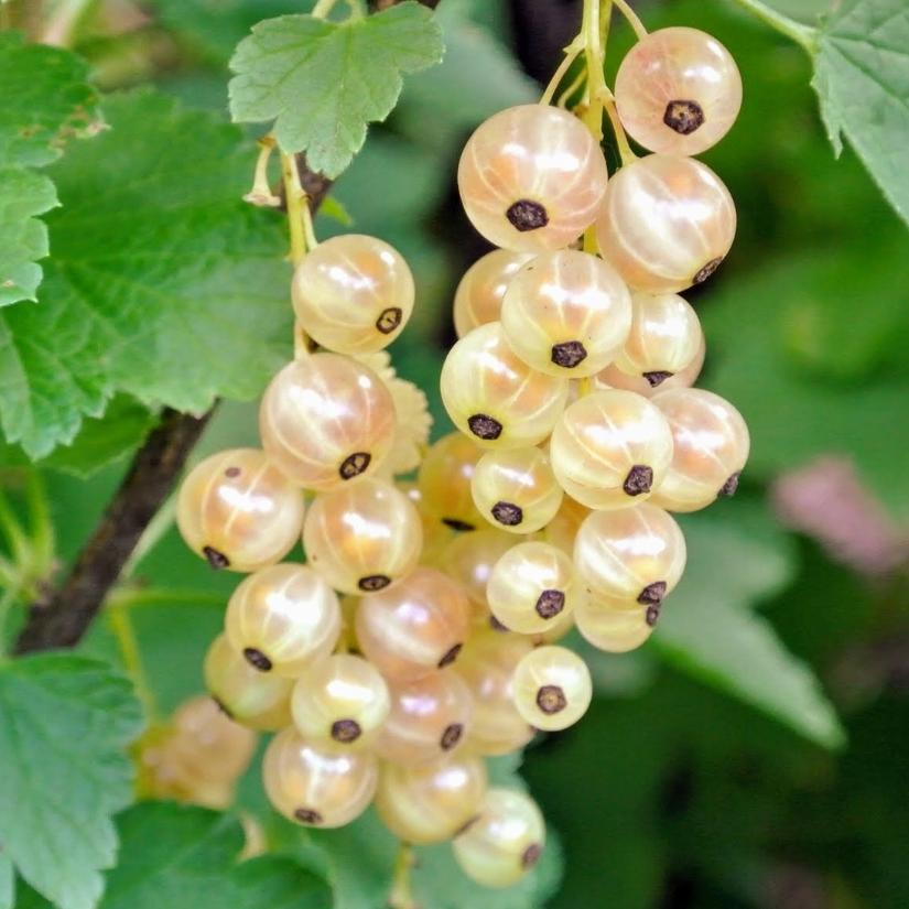 Смородина белая (Ribes rubrum var. sativum)