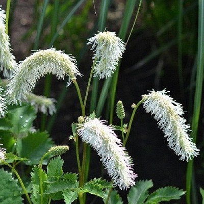 Кровохлёбка тупая ‘ALBA’ (Sanguisorba obtusa ‘ALBA’)