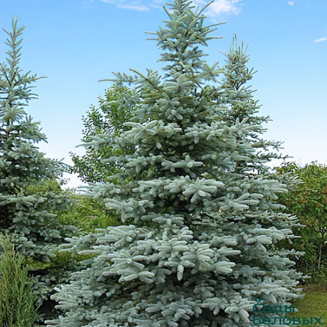 Ель колючая Глаука (Picea pungens "Glauca")