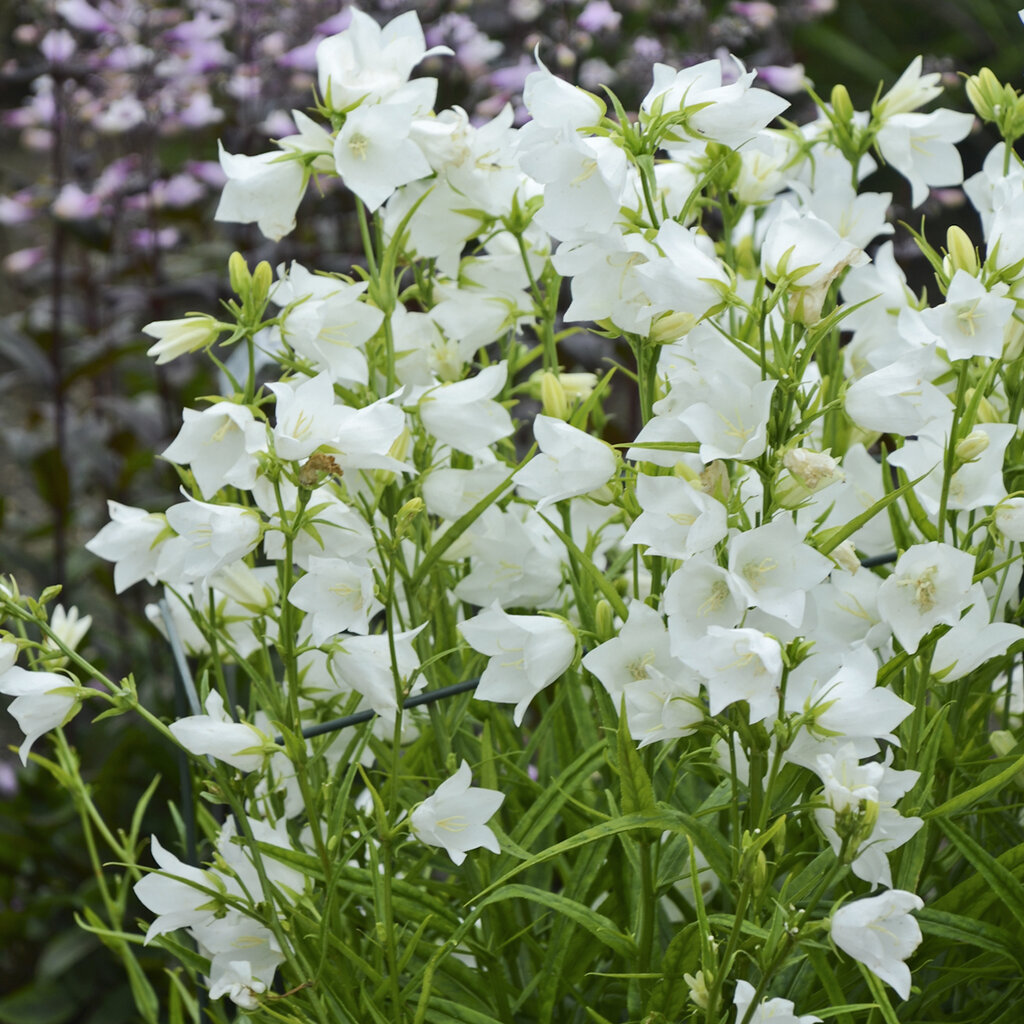 Колокольчик персиколистный ‘TAKION WHITE’ (Campanula persicifolia ‘TAKION WHITE’)