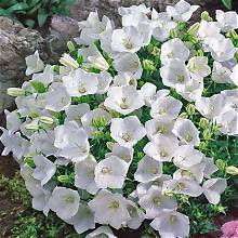 Колокольчик карпатский ‘PEARL WHITE’ (Campanula carpatica ‘PEARL WHITE’)