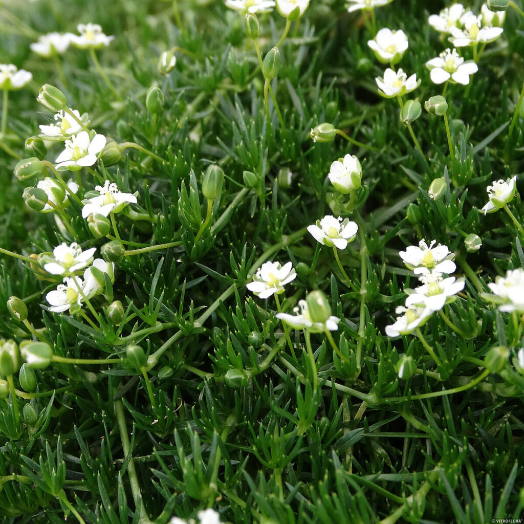 Мшанка шиловидная 'Green Moss' (Sagina subulata 'Green Moss')