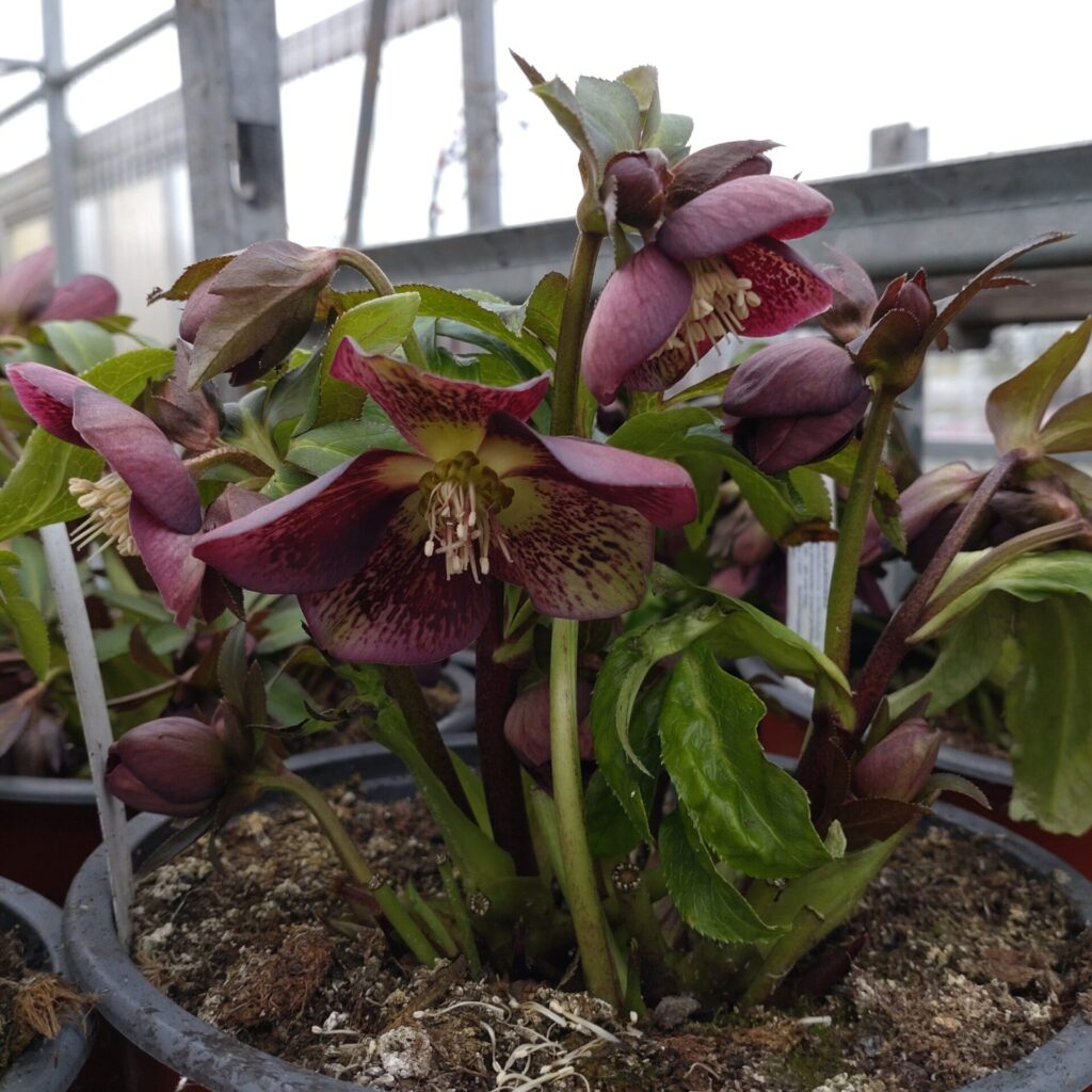 Морозник восточный 'Bijoux' (Helleborus orientalis 'Bijoux')