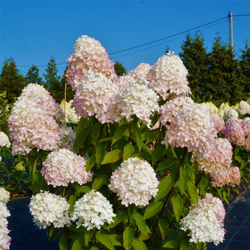 Гортензия метельчатая Magical Sweet Summer