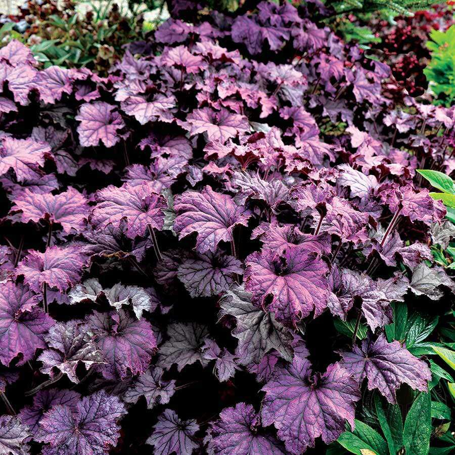 Гейхера (Heuchera)