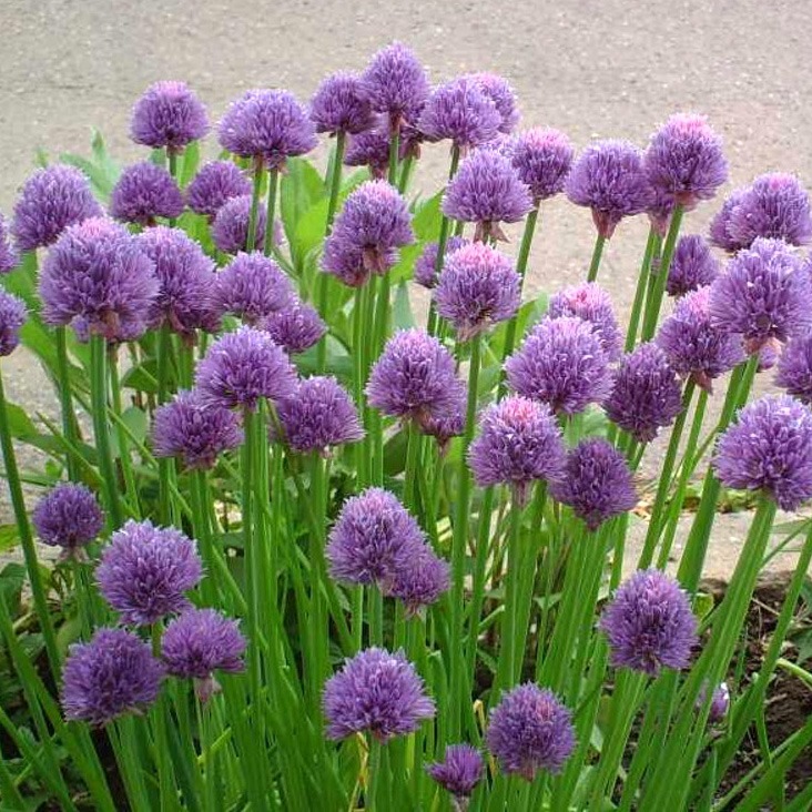 Лук Шнитт (Allium schoenoprasum)