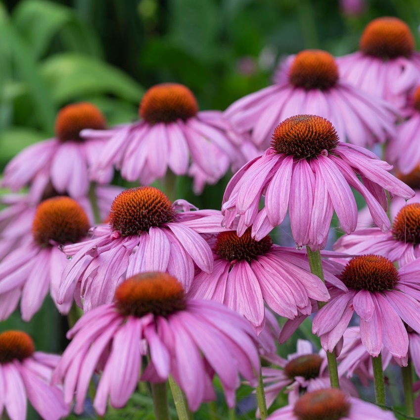 Эхинацея пурпурная (Echinacea purpurea)