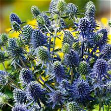Синеголовник BLUE HOBBIT (Eryngium planum 'Blue Hobbit')