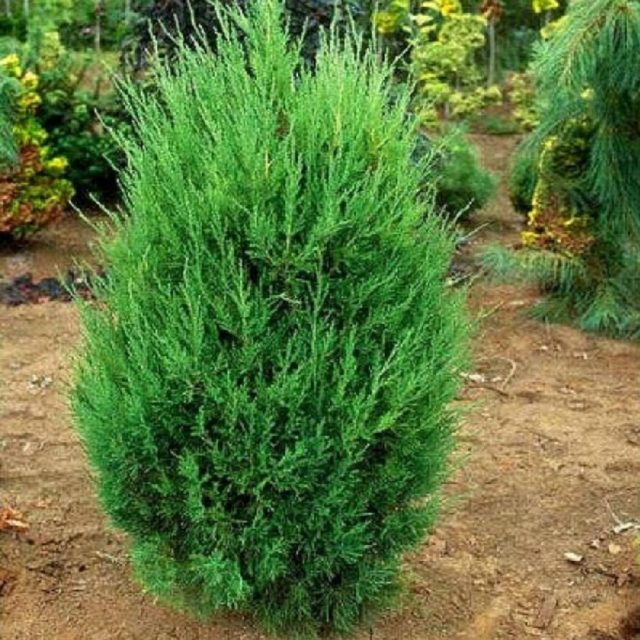 Можжевельник виргинский (Juniperus virginiana "Tripartita")
