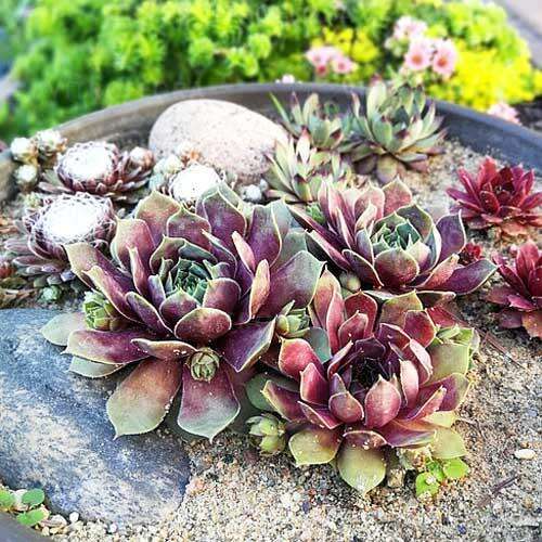 Молодило 'Big Sam Purple Quartz' (Sempervivum 'Big Sam Purple Quartz')