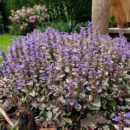 Живучка ползучая Princess Nadia (Ajuga reptans Princess Nadia)