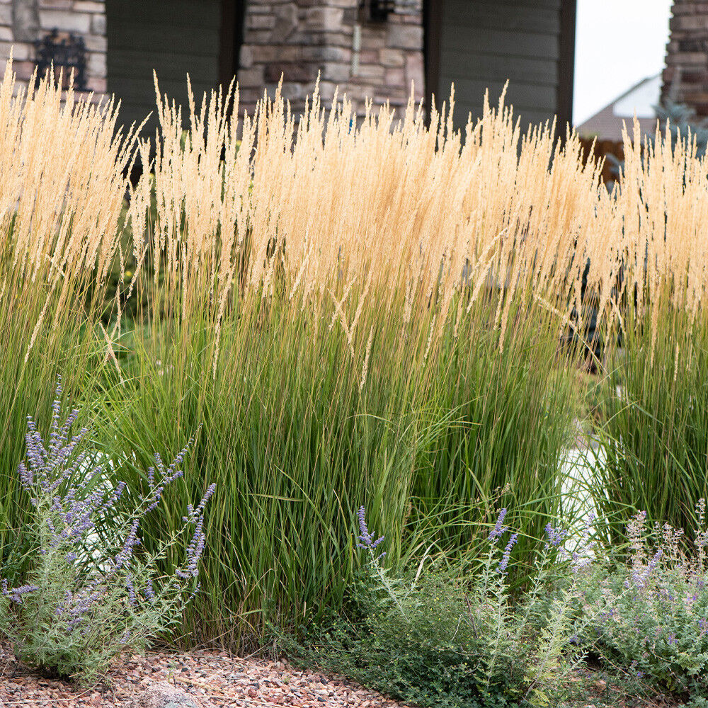 Вейник остроцветковый "Karl Foerster" (Calamagrostis x acutiflora "Karl Foerster")