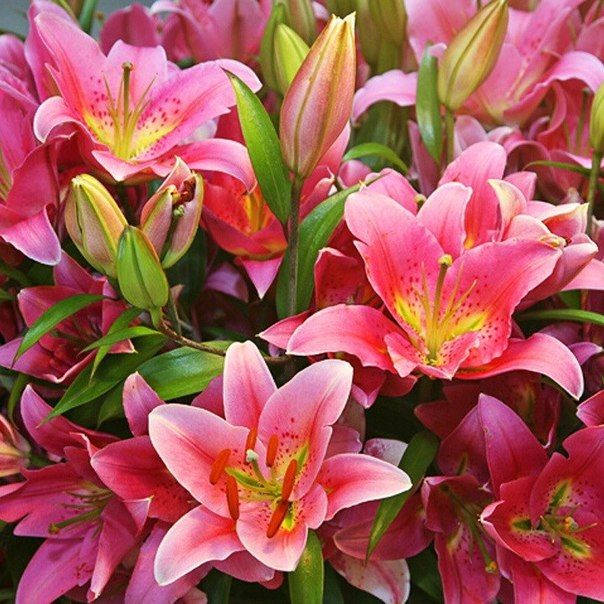 Лилии (Lilium)
