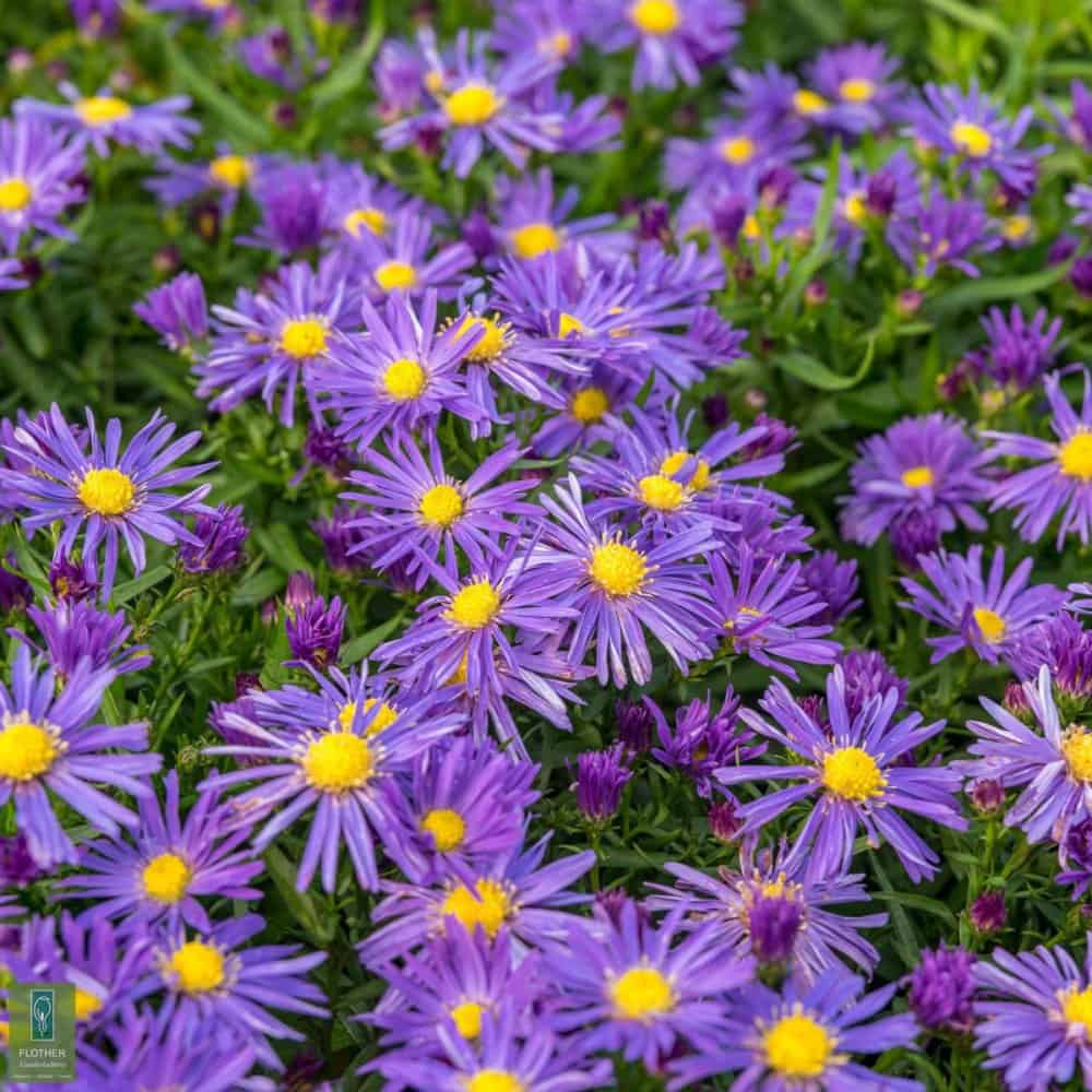 Астра кустарниковая ‘BLAU LAGUN’ (Aster dumosus ‘BLAU LAGUN’)