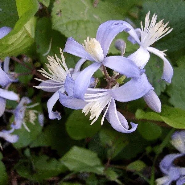 Клематис Пратеус (Clematis praecox)