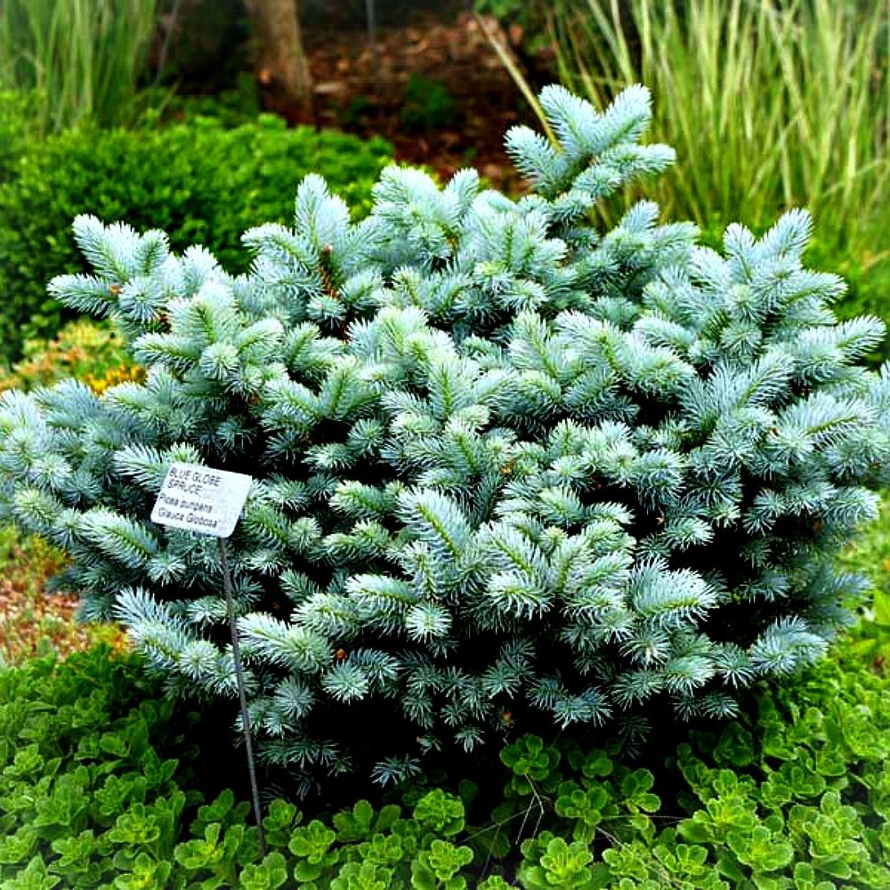 Ель колючая Глаука (Picea pungens "Glauca")