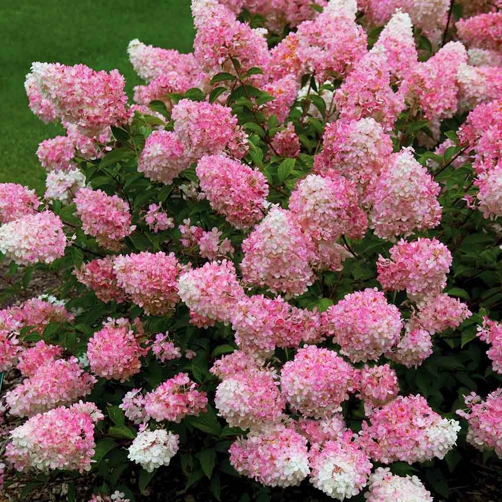 Гортензия метельчатая Ваниль Фрейз (Hydrangea paniculata "Vanille Fraise")