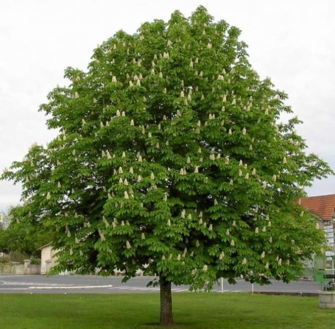 Каштан (лат. Castanea)