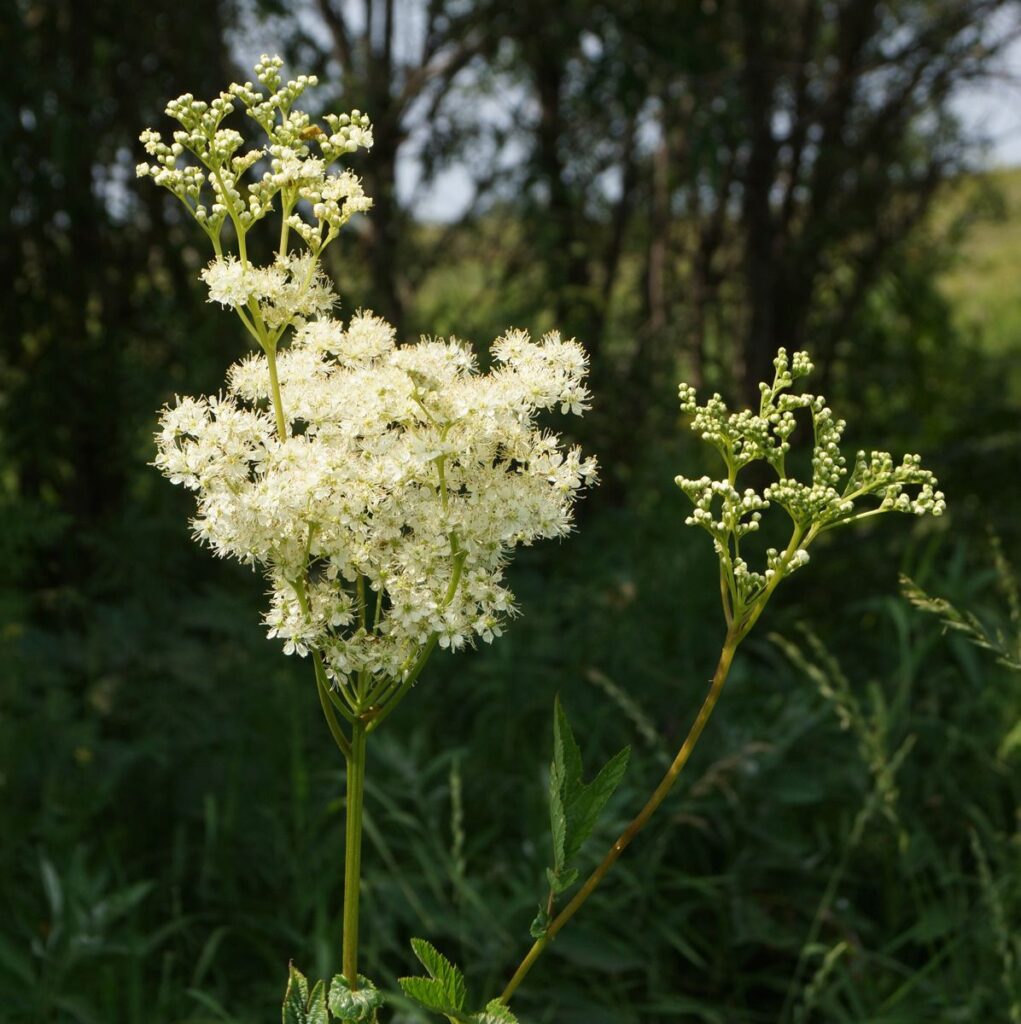 Лабазник (таволга) обыкновенный ‘MULTIPLEX (PLENA)’ (Filipendula ulmaria ‘Multiplex’)