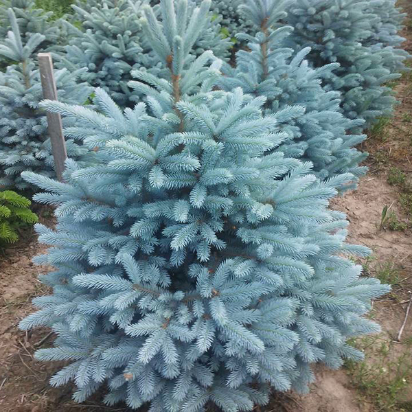 Ель колючая Глаука (Picea pungens "Glauca")